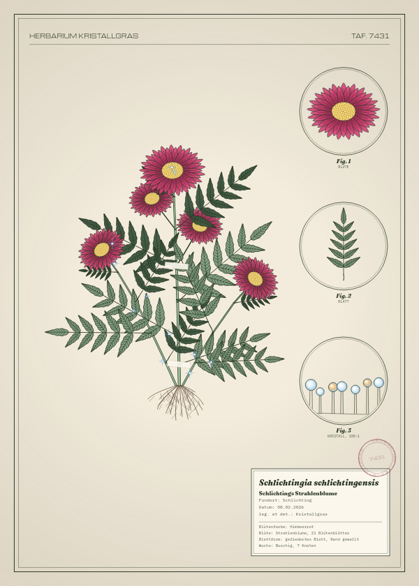 Botanische Tafel: Schlichtingia schlichtingensis, eine erfundene Pflanze aus Schlichting, gezeichnet wie in einem alten Pflanzenatlas