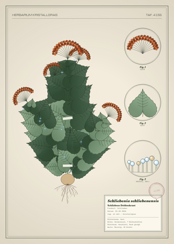 Botanische Tafel: Schliebenia schliebenensis, eine erfundene Pflanze aus Schlieben, gezeichnet wie in einem alten Pflanzenatlas
