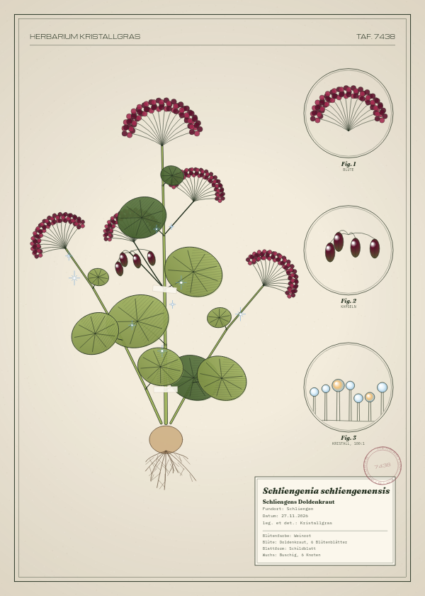 Botanische Tafel: Schliengenia schliengenensis, eine erfundene Pflanze aus Schliengen, gezeichnet wie in einem alten Pflanzenatlas