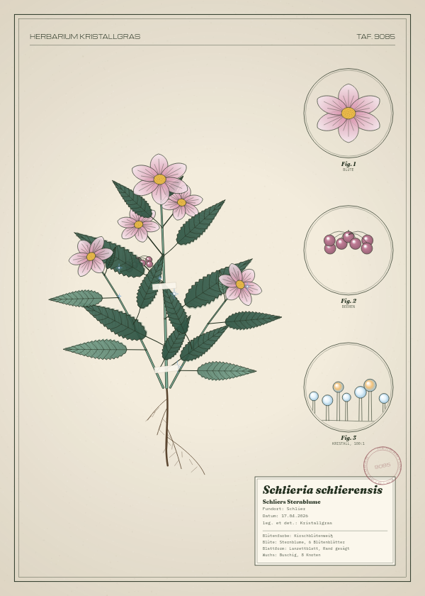 Botanische Tafel: Schlieria schlierensis, eine erfundene Pflanze aus Schlier, gezeichnet wie in einem alten Pflanzenatlas