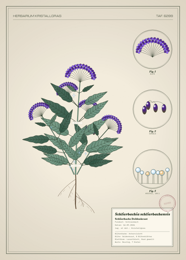Botanische Tafel: Schlierbachia schlierbachensis, eine erfundene Pflanze aus Schlierbach, gezeichnet wie in einem alten Pflanzenatlas