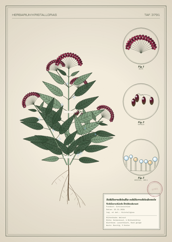 Botanische Tafel: Schlierschiedia schlierschiedensis, eine erfundene Pflanze aus Schlierschied, gezeichnet wie in einem alten Pflanzenatlas