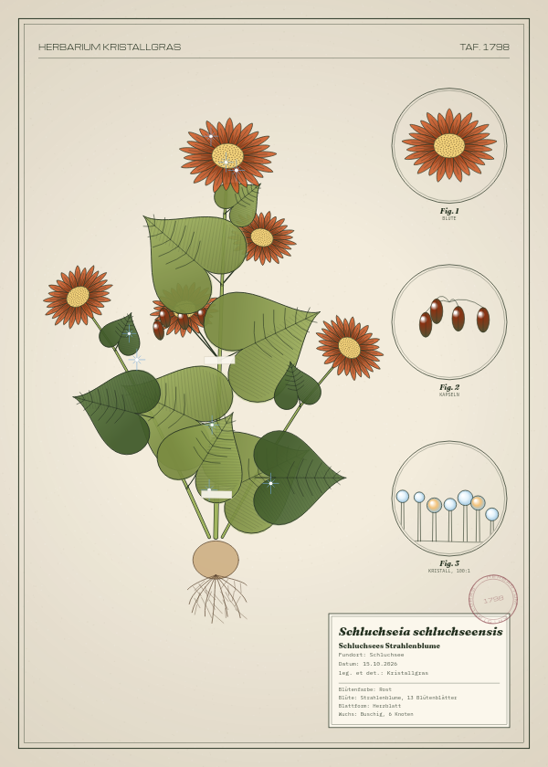 Botanische Tafel: Schluchseia schluchseensis, eine erfundene Pflanze aus Schluchsee, gezeichnet wie in einem alten Pflanzenatlas