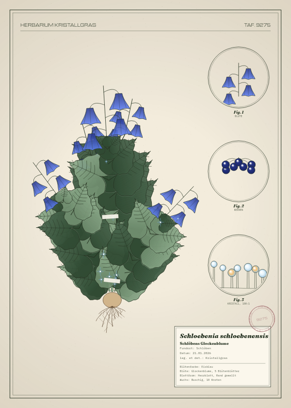 Botanische Tafel: Schloebenia schloebenensis, eine erfundene Pflanze aus Schlöben, gezeichnet wie in einem alten Pflanzenatlas