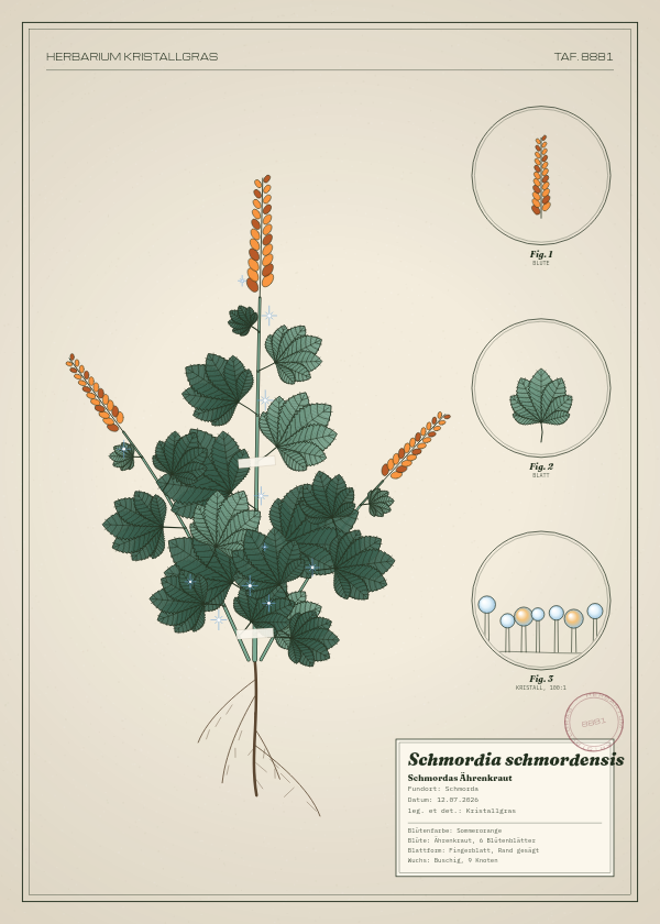 Botanische Tafel: Schmordia schmordensis, eine erfundene Pflanze aus Schmorda, gezeichnet wie in einem alten Pflanzenatlas