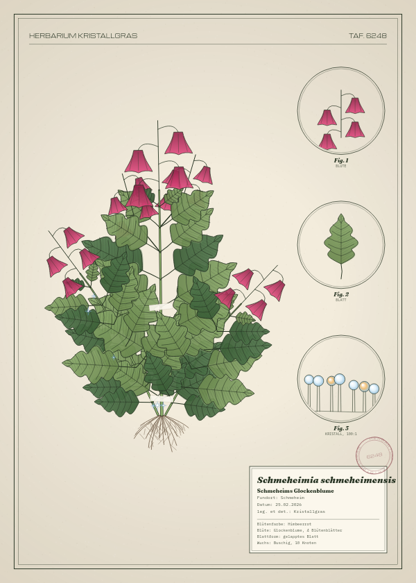Botanische Tafel: Schmeheimia schmeheimensis, eine erfundene Pflanze aus Schmeheim, gezeichnet wie in einem alten Pflanzenatlas