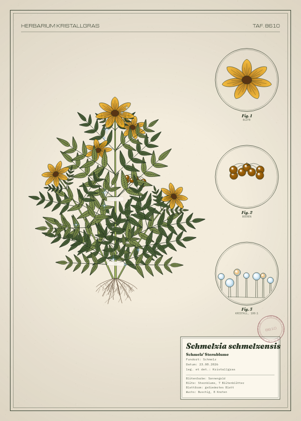 Botanische Tafel: Schmelzia schmelzensis, eine erfundene Pflanze aus Schmelz, gezeichnet wie in einem alten Pflanzenatlas