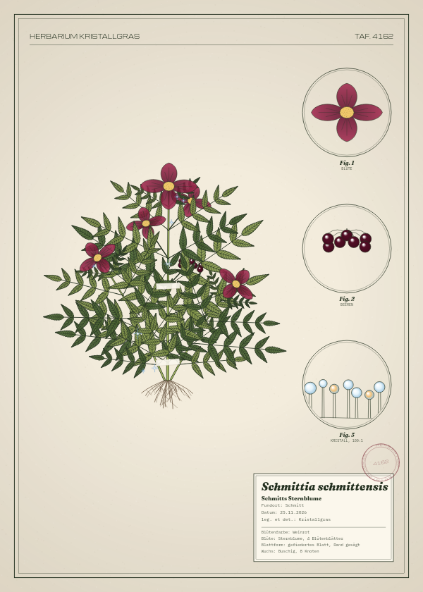 Botanische Tafel: Schmittia schmittensis, eine erfundene Pflanze aus Schmitt, gezeichnet wie in einem alten Pflanzenatlas