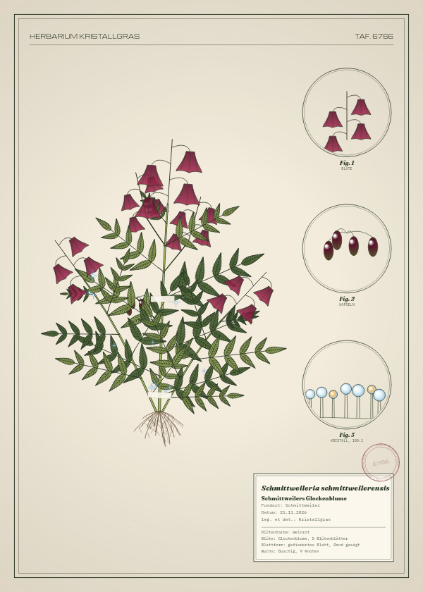 Botanische Tafel: Schmittweileria schmittweilerensis, eine erfundene Pflanze aus Schmittweiler, gezeichnet wie in einem alten Pflanzenatlas