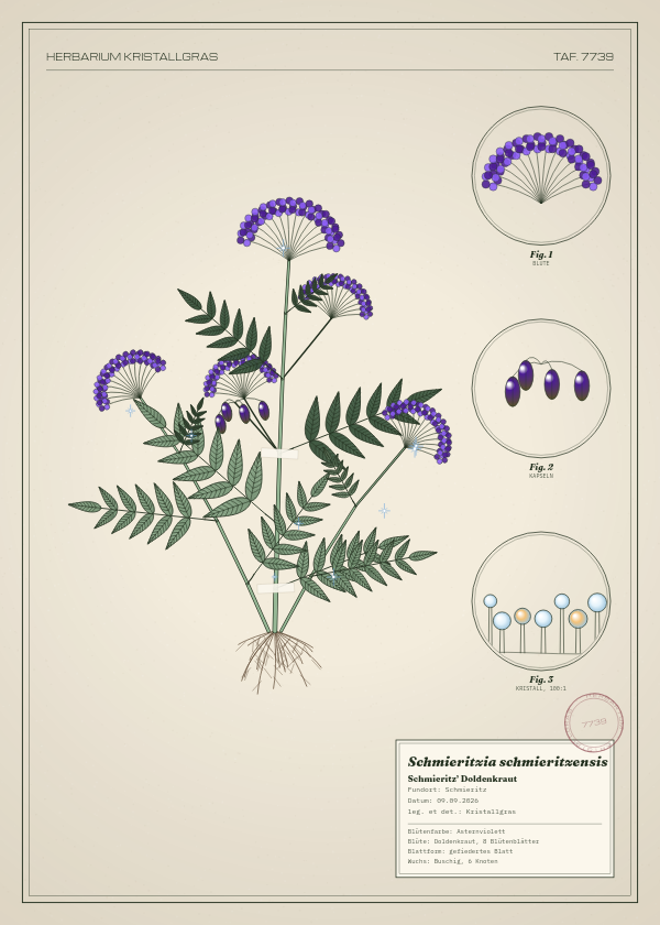 Botanische Tafel: Schmieritzia schmieritzensis, eine erfundene Pflanze aus Schmieritz, gezeichnet wie in einem alten Pflanzenatlas
