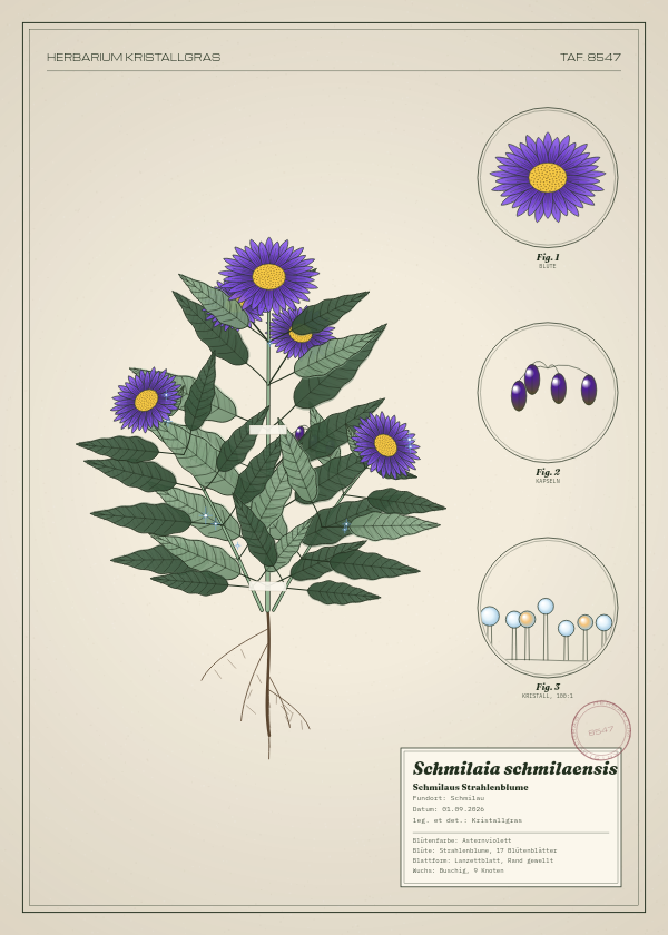 Botanische Tafel: Schmilaia schmilaensis, eine erfundene Pflanze aus Schmilau, gezeichnet wie in einem alten Pflanzenatlas