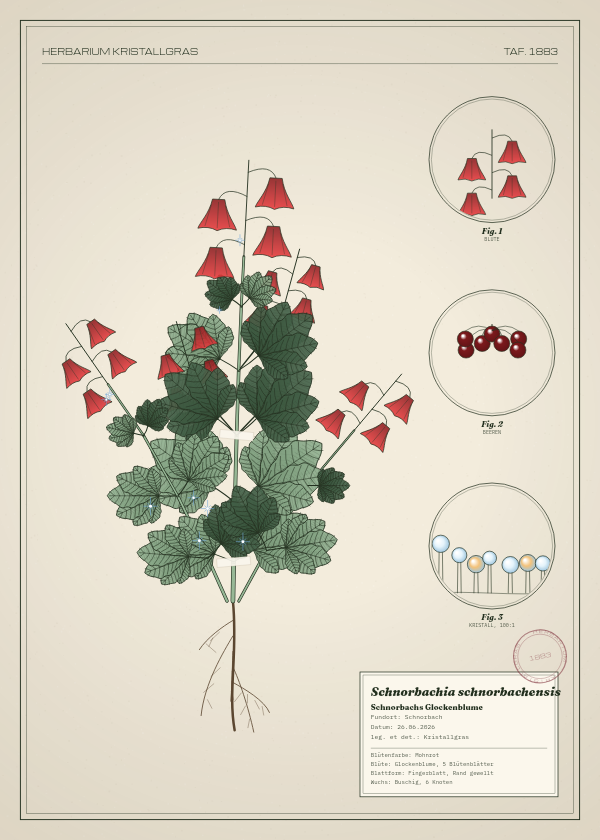 Botanische Tafel: Schnorbachia schnorbachensis, eine erfundene Pflanze aus Schnorbach, gezeichnet wie in einem alten Pflanzenatlas