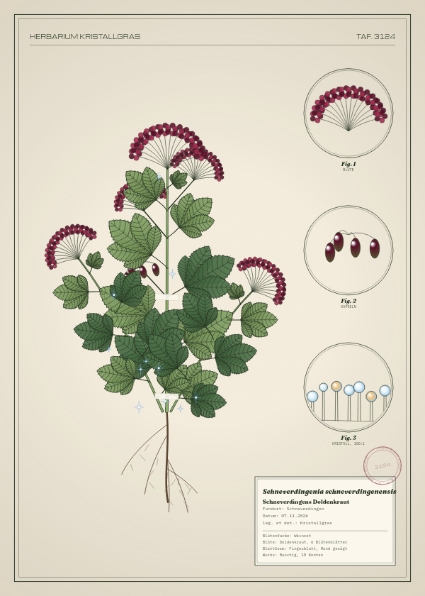 Botanische Tafel: Schneverdingenia schneverdingenensis, eine erfundene Pflanze aus Schneverdingen, gezeichnet wie in einem alten Pflanzenatlas