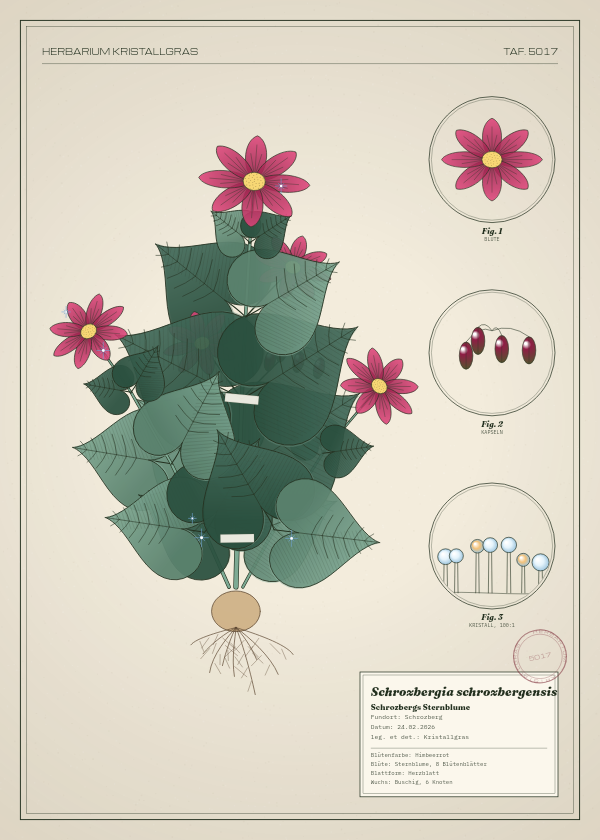 Botanische Tafel: Schrozbergia schrozbergensis, eine erfundene Pflanze aus Schrozberg, gezeichnet wie in einem alten Pflanzenatlas