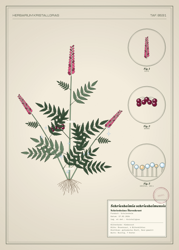 Botanische Tafel: Schriesheimia schriesheimensis, eine erfundene Pflanze aus Schriesheim, gezeichnet wie in einem alten Pflanzenatlas