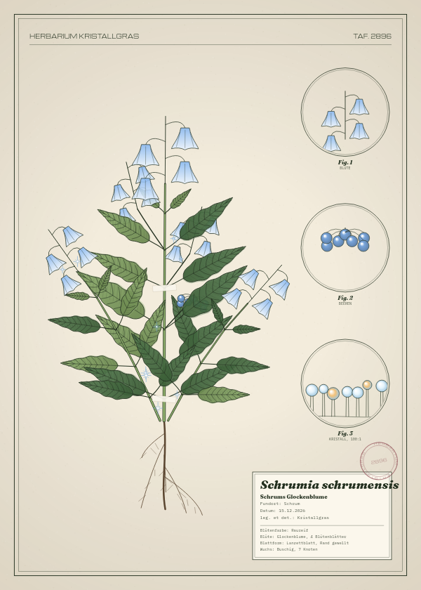 Botanische Tafel: Schrumia schrumensis, eine erfundene Pflanze aus Schrum, gezeichnet wie in einem alten Pflanzenatlas