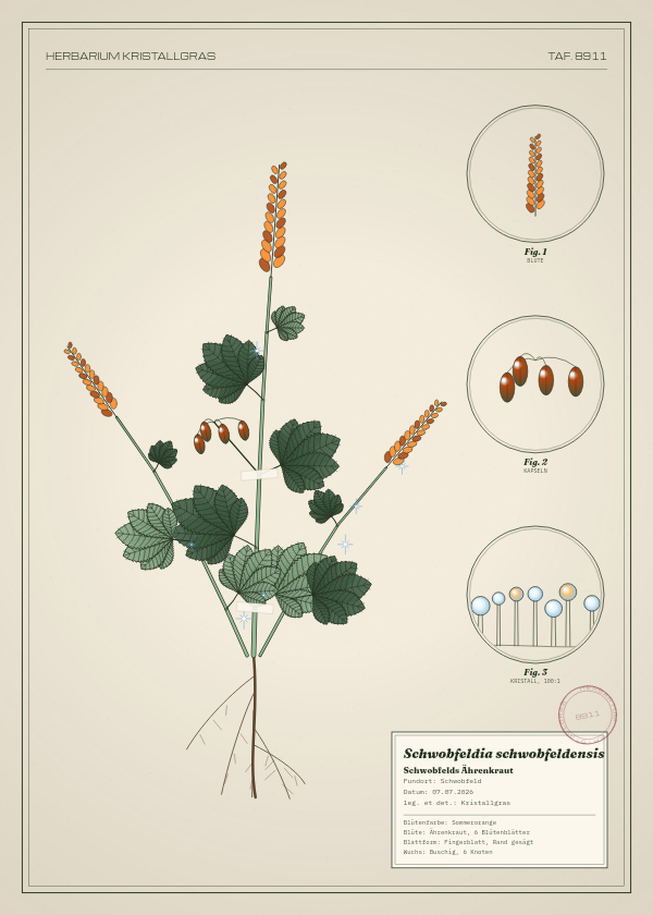 Botanische Tafel: Schwobfeldia schwobfeldensis, eine erfundene Pflanze aus Schwobfeld, gezeichnet wie in einem alten Pflanzenatlas