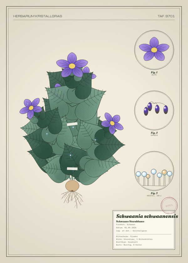 Botanische Tafel: Schwaania schwaanensis, eine erfundene Pflanze aus Schwaan, gezeichnet wie in einem alten Pflanzenatlas
