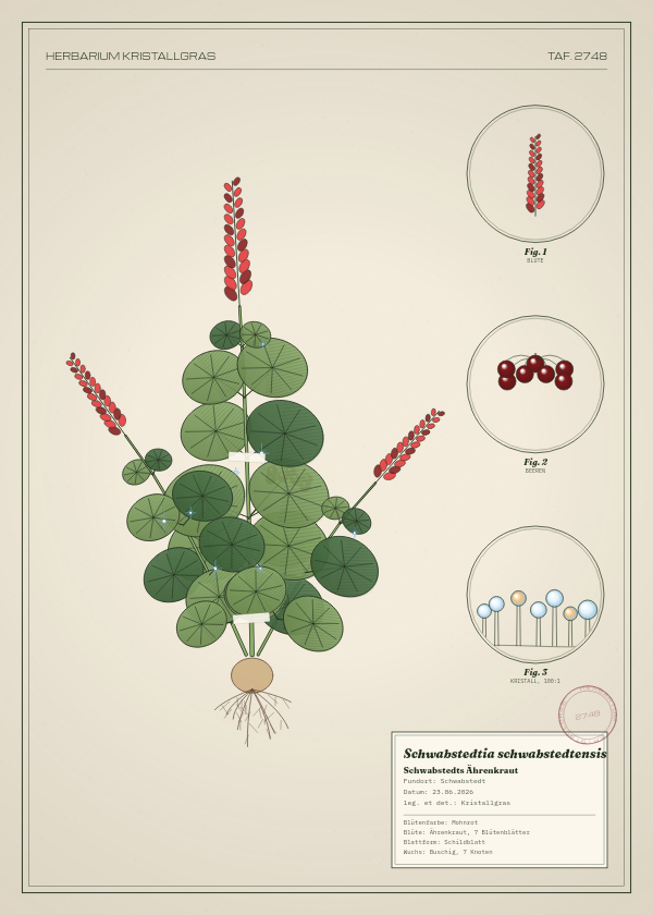 Botanische Tafel: Schwabstedtia schwabstedtensis, eine erfundene Pflanze aus Schwabstedt, gezeichnet wie in einem alten Pflanzenatlas
