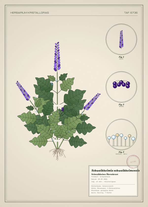 Botanische Tafel: Schwaikheimia schwaikheimensis, eine erfundene Pflanze aus Schwaikheim, gezeichnet wie in einem alten Pflanzenatlas