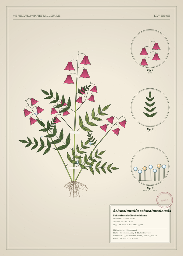 Botanische Tafel: Schwalmtalia schwalmtalensis, eine erfundene Pflanze aus Schwalmtal, gezeichnet wie in einem alten Pflanzenatlas