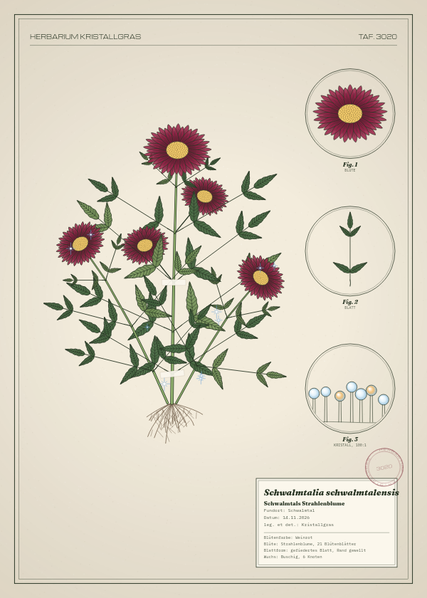 Botanische Tafel: Schwalmtalia schwalmtalensis, eine erfundene Pflanze aus Schwalmtal, gezeichnet wie in einem alten Pflanzenatlas
