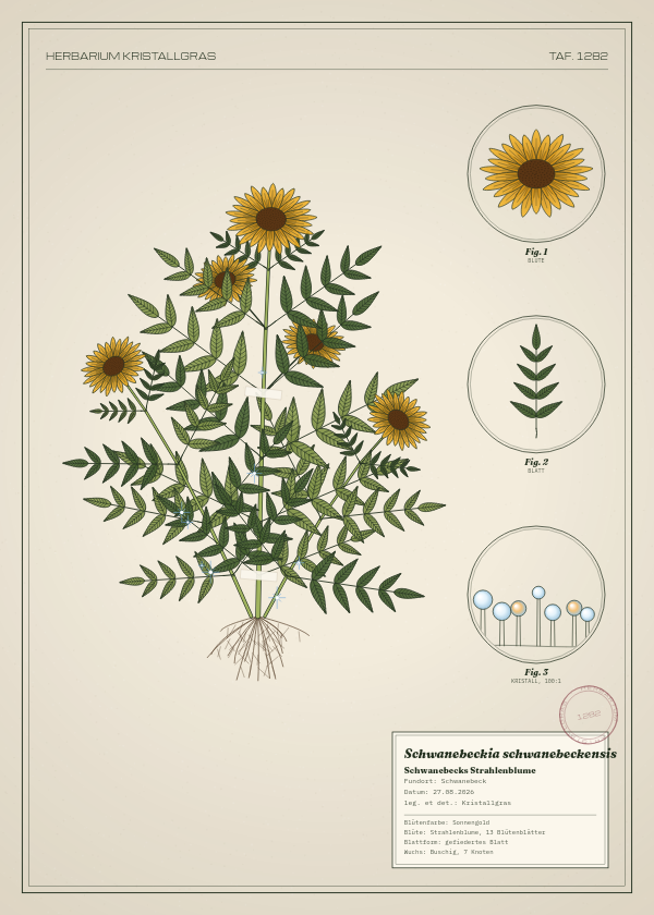 Botanische Tafel: Schwanebeckia schwanebeckensis, eine erfundene Pflanze aus Schwanebeck, gezeichnet wie in einem alten Pflanzenatlas