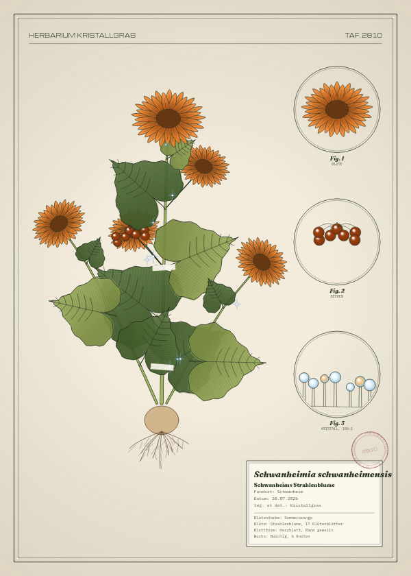 Botanische Tafel: Schwanheimia schwanheimensis, eine erfundene Pflanze aus Schwanheim, gezeichnet wie in einem alten Pflanzenatlas