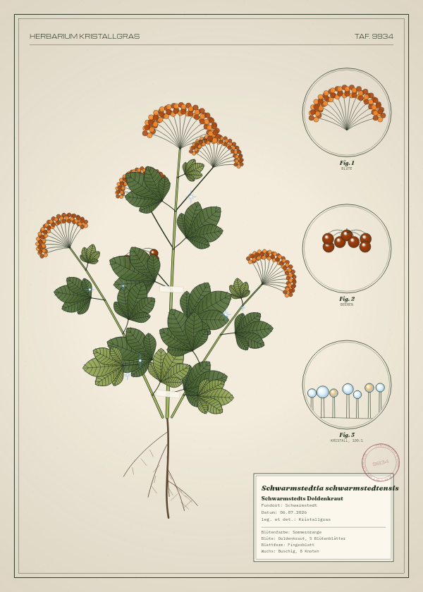 Botanische Tafel: Schwarmstedtia schwarmstedtensis, eine erfundene Pflanze aus Schwarmstedt, gezeichnet wie in einem alten Pflanzenatlas