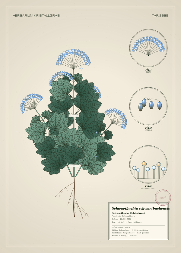 Botanische Tafel: Schwartbuckia schwartbuckensis, eine erfundene Pflanze aus Schwartbuck, gezeichnet wie in einem alten Pflanzenatlas