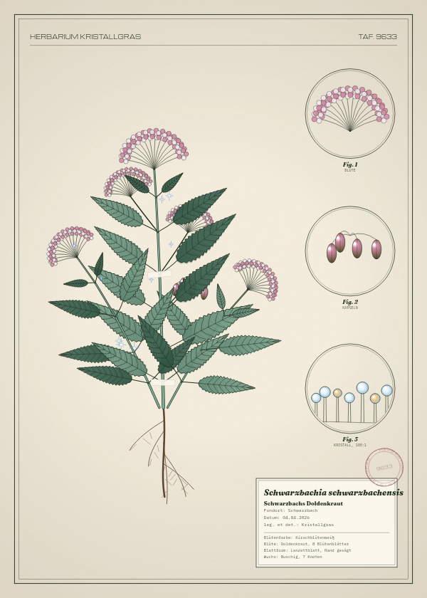 Botanische Tafel: Schwarzbachia schwarzbachensis, eine erfundene Pflanze aus Schwarzbach, gezeichnet wie in einem alten Pflanzenatlas