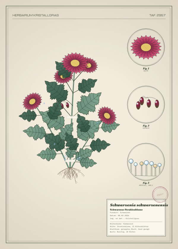 Botanische Tafel: Schwarzenia schwarzenensis, eine erfundene Pflanze aus Schwarzen, gezeichnet wie in einem alten Pflanzenatlas