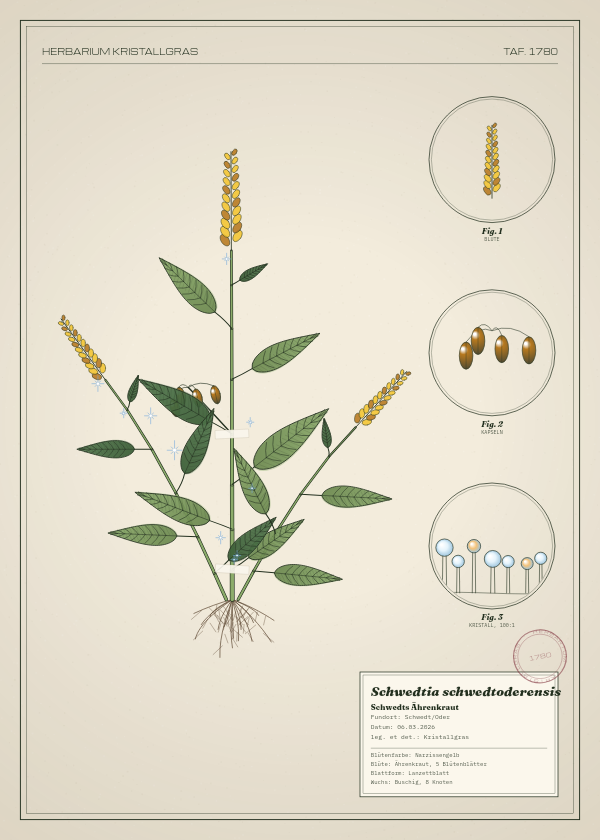 Botanische Tafel: Schwedtia schwedtoderensis, eine erfundene Pflanze aus Schwedt/Oder, gezeichnet wie in einem alten Pflanzenatlas