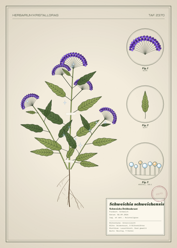 Botanische Tafel: Schweichia schweichensis, eine erfundene Pflanze aus Schweich, gezeichnet wie in einem alten Pflanzenatlas