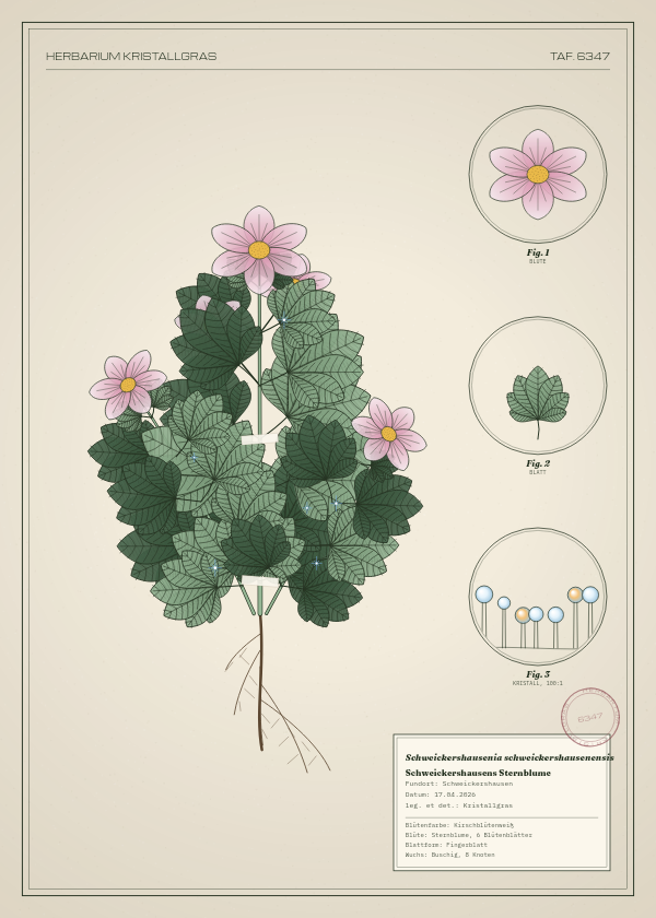 Botanische Tafel: Schweickershausenia schweickershausenensis, eine erfundene Pflanze aus Schweickershausen, gezeichnet wie in einem alten Pflanzenatlas
