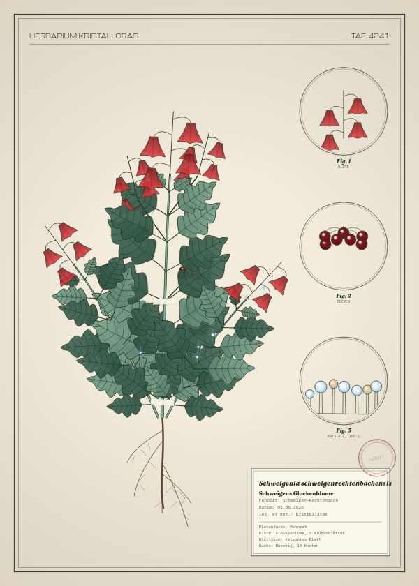 Botanische Tafel: Schweigenia schweigenrechtenbachensis, eine erfundene Pflanze aus Schweigen-Rechtenbach, gezeichnet wie in einem alten Pflanzenatlas