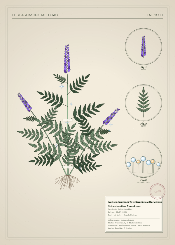 Botanische Tafel: Schweisweileria schweisweilerensis, eine erfundene Pflanze aus Schweisweiler, gezeichnet wie in einem alten Pflanzenatlas