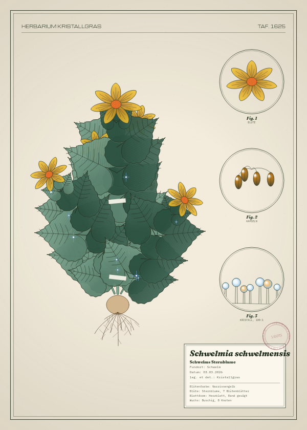 Botanische Tafel: Schwelmia schwelmensis, eine erfundene Pflanze aus Schwelm, gezeichnet wie in einem alten Pflanzenatlas