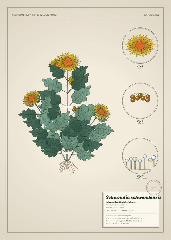 Botanische Tafel: Schwendia schwendensis, eine erfundene Pflanze aus Schwendi, gezeichnet wie in einem alten Pflanzenatlas