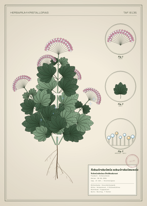 Botanische Tafel: Schwirzheimia schwirzheimensis, eine erfundene Pflanze aus Schwirzheim, gezeichnet wie in einem alten Pflanzenatlas