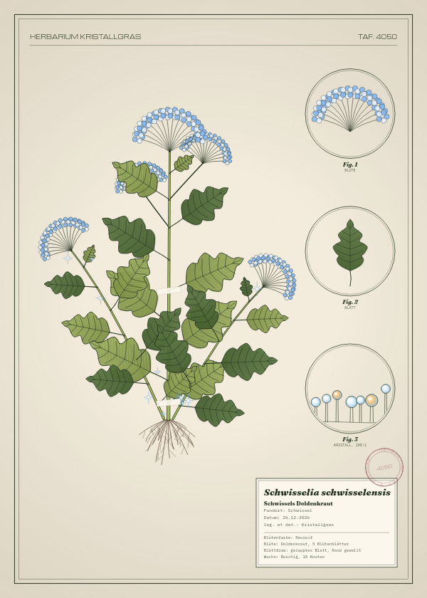 Botanische Tafel: Schwisselia schwisselensis, eine erfundene Pflanze aus Schwissel, gezeichnet wie in einem alten Pflanzenatlas