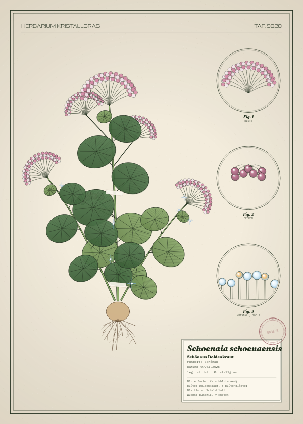 Botanische Tafel: Schoenaia schoenaensis, eine erfundene Pflanze aus Schönau, gezeichnet wie in einem alten Pflanzenatlas