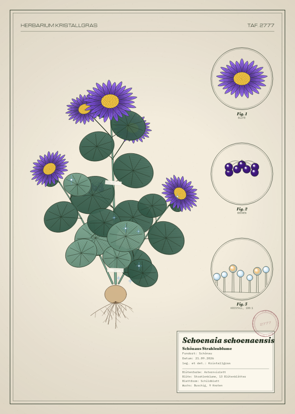 Botanische Tafel: Schoenaia schoenaensis, eine erfundene Pflanze aus Schönau, gezeichnet wie in einem alten Pflanzenatlas