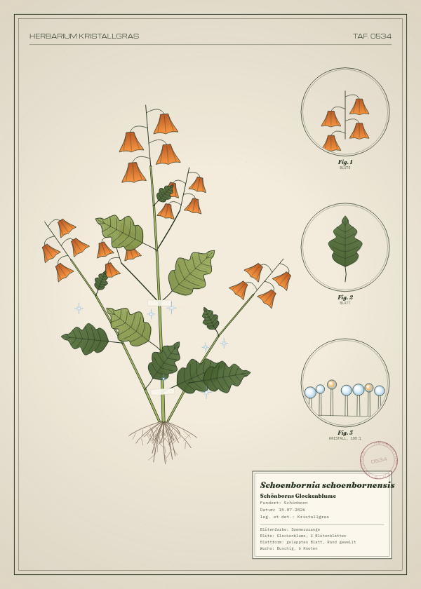 Botanische Tafel: Schoenbornia schoenbornensis, eine erfundene Pflanze aus Schönborn, gezeichnet wie in einem alten Pflanzenatlas