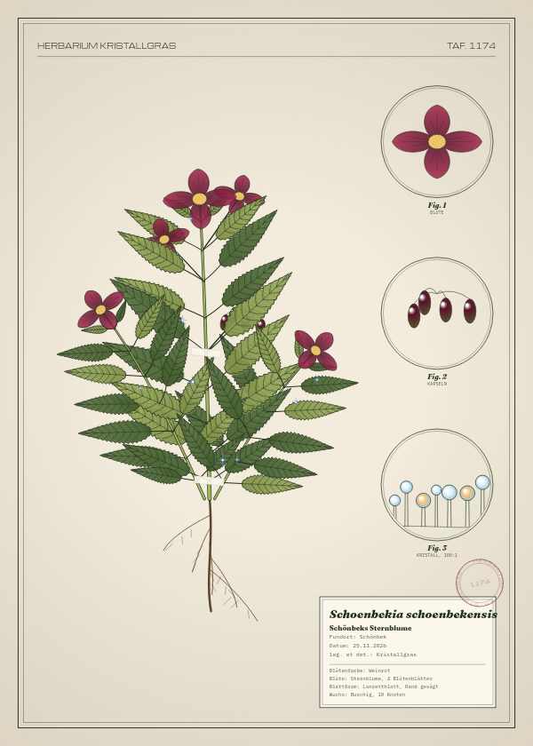 Botanische Tafel: Schoenbekia schoenbekensis, eine erfundene Pflanze aus Schönbek, gezeichnet wie in einem alten Pflanzenatlas