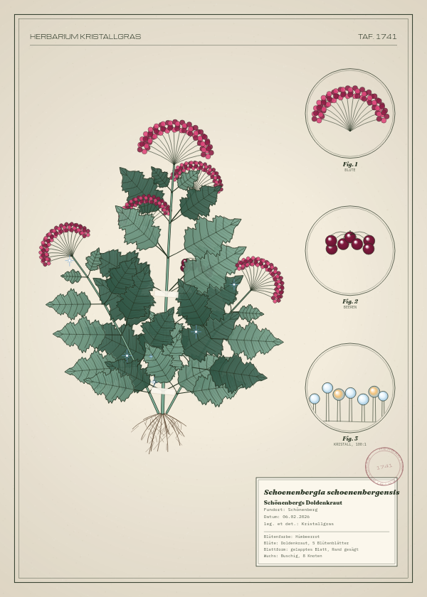 Botanische Tafel: Schoenenbergia schoenenbergensis, eine erfundene Pflanze aus Schönenberg, gezeichnet wie in einem alten Pflanzenatlas