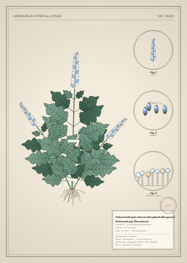 Botanische Tafel: Schoenenbergia schoenenbergkuebelbergensis, eine erfundene Pflanze aus Schönenberg-Kübelberg, gezeichnet wie in einem alten Pflanzenatlas