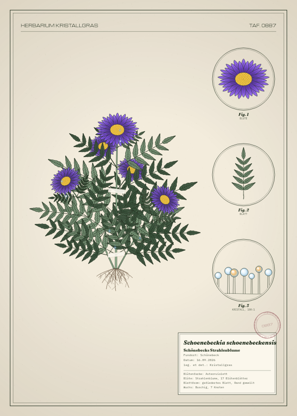 Botanische Tafel: Schoenebeckia schoenebeckensis, eine erfundene Pflanze aus Schönebeck, gezeichnet wie in einem alten Pflanzenatlas