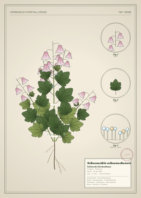 Botanische Tafel: Schoeneckia schoeneckensis, eine erfundene Pflanze aus Schöneck, gezeichnet wie in einem alten Pflanzenatlas
