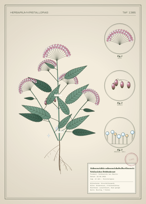 Botanische Tafel: Schoeneichia schoeneichebeiberlinensis, eine erfundene Pflanze aus Schöneiche bei Berlin, gezeichnet wie in einem alten Pflanzenatlas